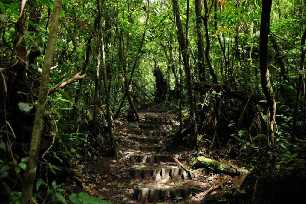 Monteverde Cloud Forest