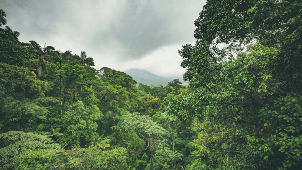 5b4fe82f bd05 40f8 ac9c 7162d41d2977 Arenal Volcano and Rainforest