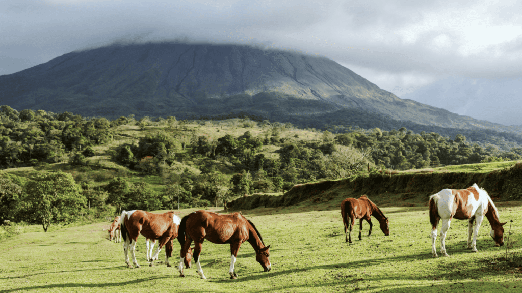 8a63b6c7 0e75 48ca beac 376709702510 Horses near Arenal Volcano in Costa Rica