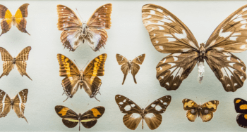 Butterfly collection Monteverde Costa Rica Butterfly collection