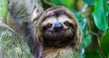 sloth in Manuel Antonio National Park