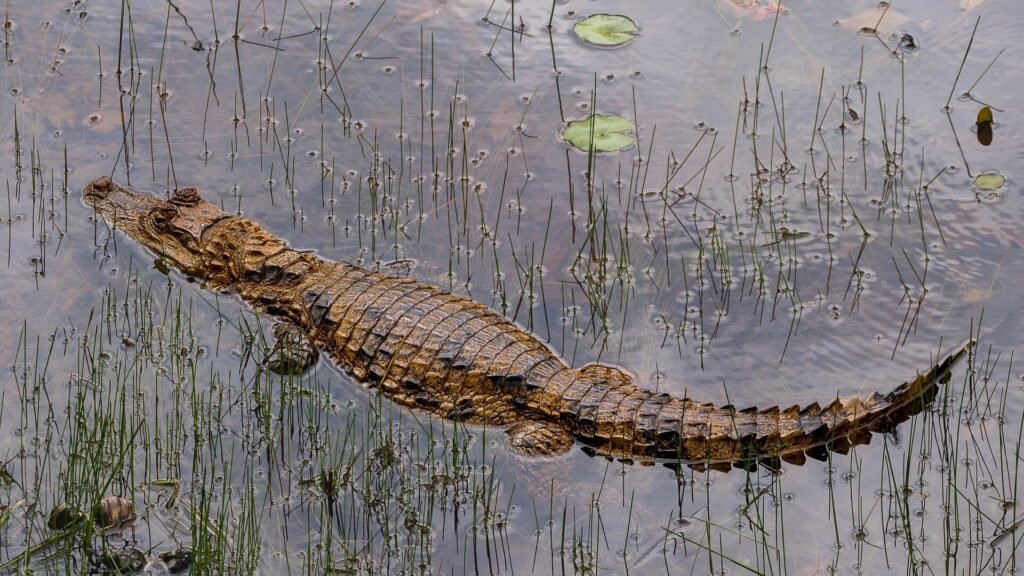 aiman swimming through shallow wetland waters in Costa Rica.