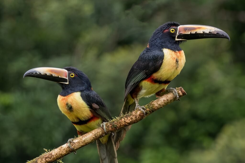 Two collared aracaris perched on a branch in a Costa Rica forest.