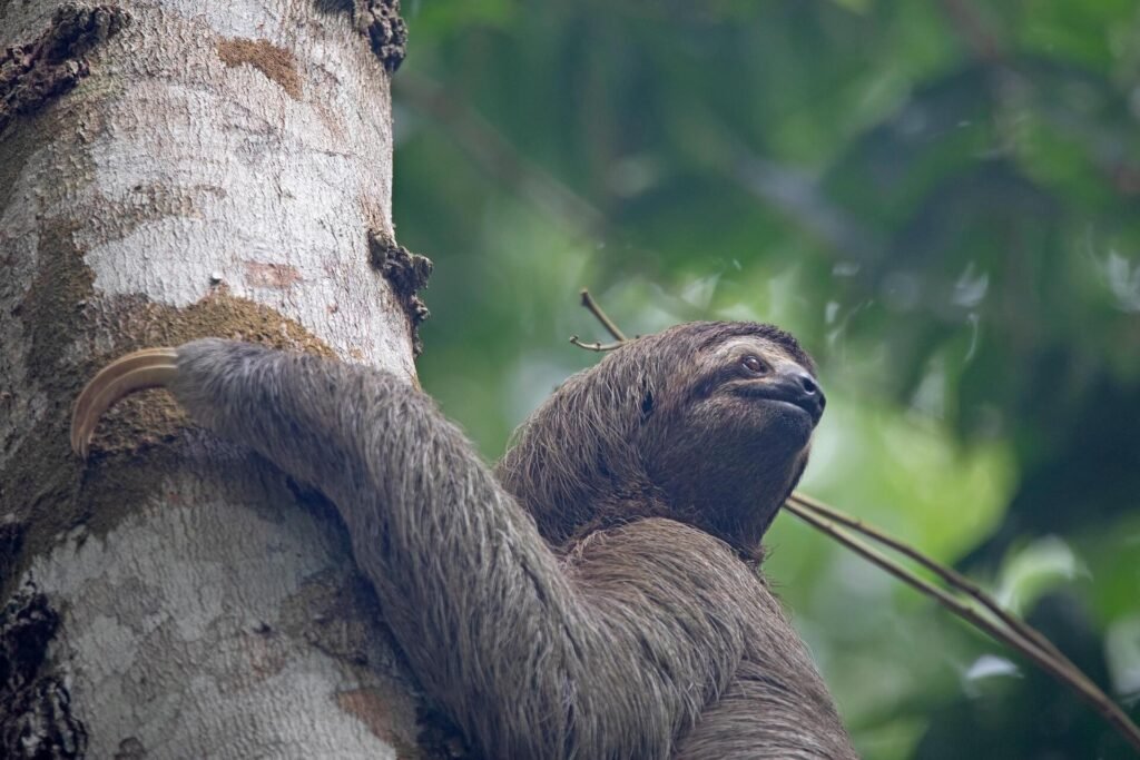 Three-toed sloth clinging to a tree trunk in a Costa Rica rainforest.