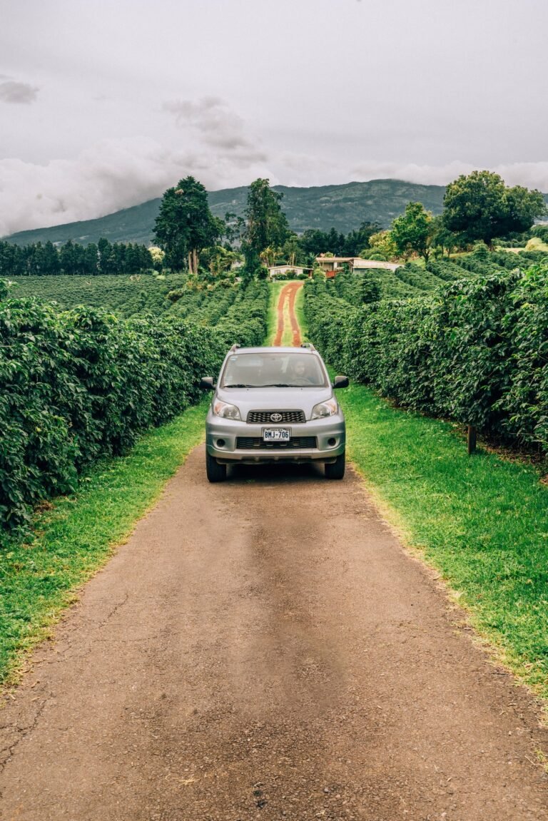 317265025 8599366176803217 4406560693577846179 n 1 car rental