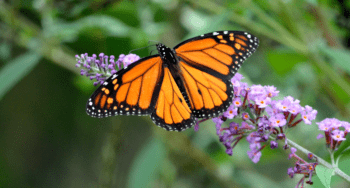 Butterfly Garden in Monteverde