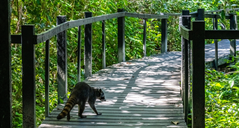 Cahuita National Park, Racoon on the pathway, Cahuita, Limon province, Costa Rica east coast