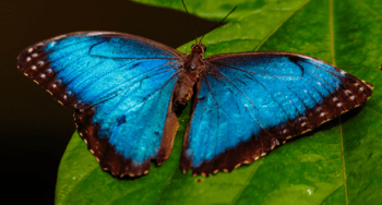 Costa Rica Fauna Tours