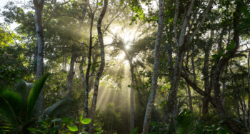 Exploring Monteverdes Cloud Forest Reserves Arenal Volcano