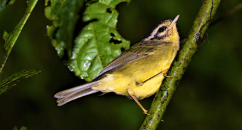 Three striped warbler, in Santa Elena Reserve, Monteverde, Costa Rica
