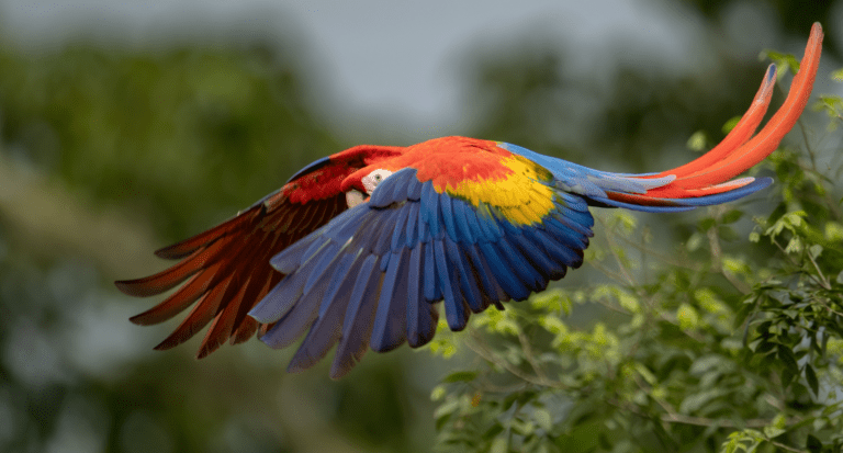 Scarlet Macaw in Costa Rica Costa Rica