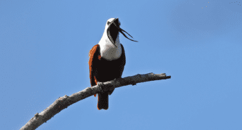 Three-Wattled Bellbird