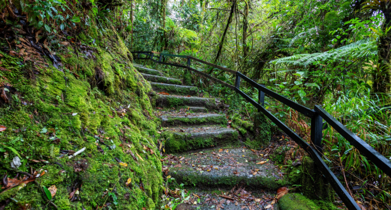 Tourist Trail in Rainforest in Tapanti National Park, Costa Rica