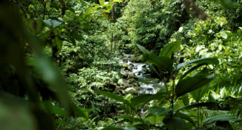 View on river in Braulio Carrillo National Park santa teresa
