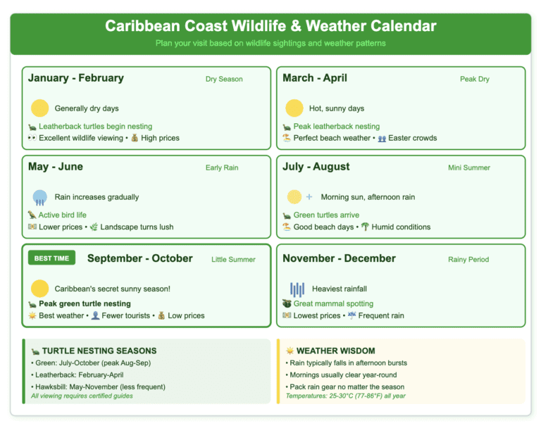 Seasonal wildlife and weather calendar for Costa Rica's Caribbean Coast showing 6 two-month periods in light green boxes. Highlights September-October as 'Best Time' with thicker border, featuring Caribbean's secret sunny season and peak green turtle nesting. Shows weather patterns from dry season (Jan-Apr), through rainy periods (May-Aug, Nov-Dec), with wildlife highlights including turtle nesting seasons (leatherbacks Feb-Apr, greens Jul-Oct), pricing indicators, and crowd levels. Bottom sections provide turtle nesting season details and weather wisdom tips. Uses green color scheme with weather icons and emoji indicators.