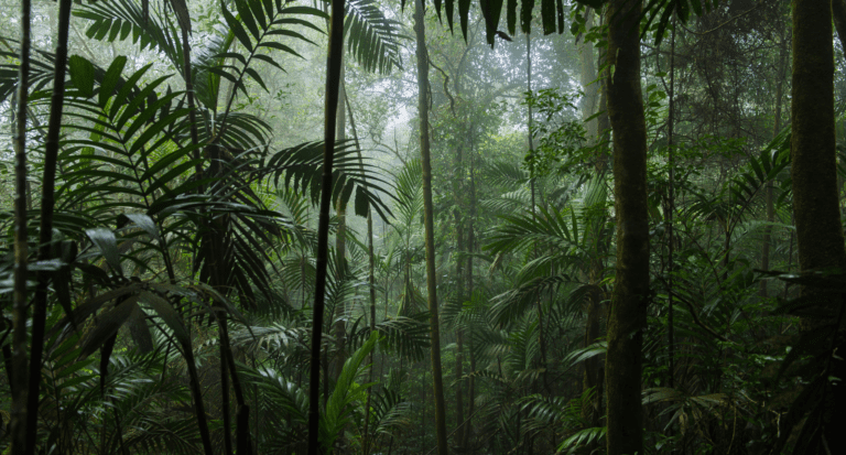 rainforest