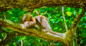 Cahuita National Park, a sloth, Cahuita, Limon province, Costa Rica east coast