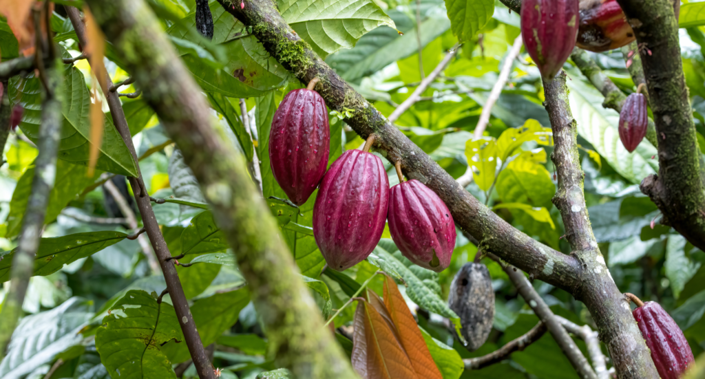 Cocoa plantation in costa rica