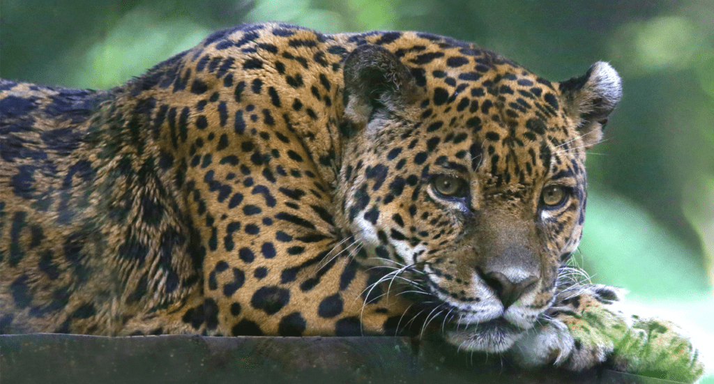 Costa Rican Jaguar