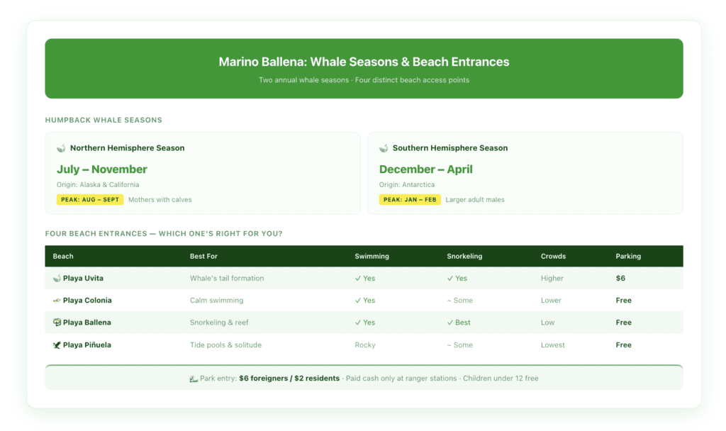 Comparison table showing Marino Ballena's two humpback whale seasons with origin, months, and peak windows, plus four beach entrances with swimming, snorkeling, crowd level, and parking details for each