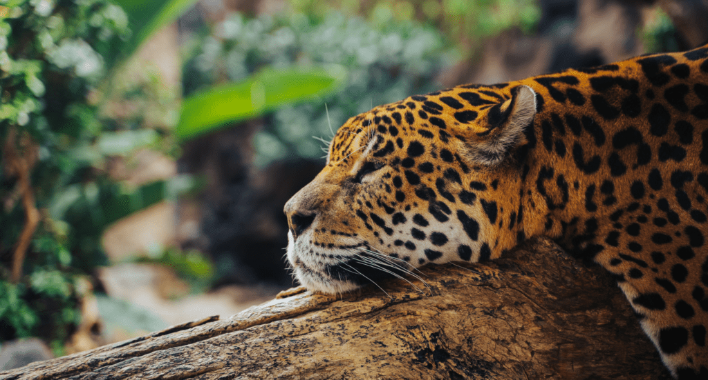 Jaguar Lying on Tree Log