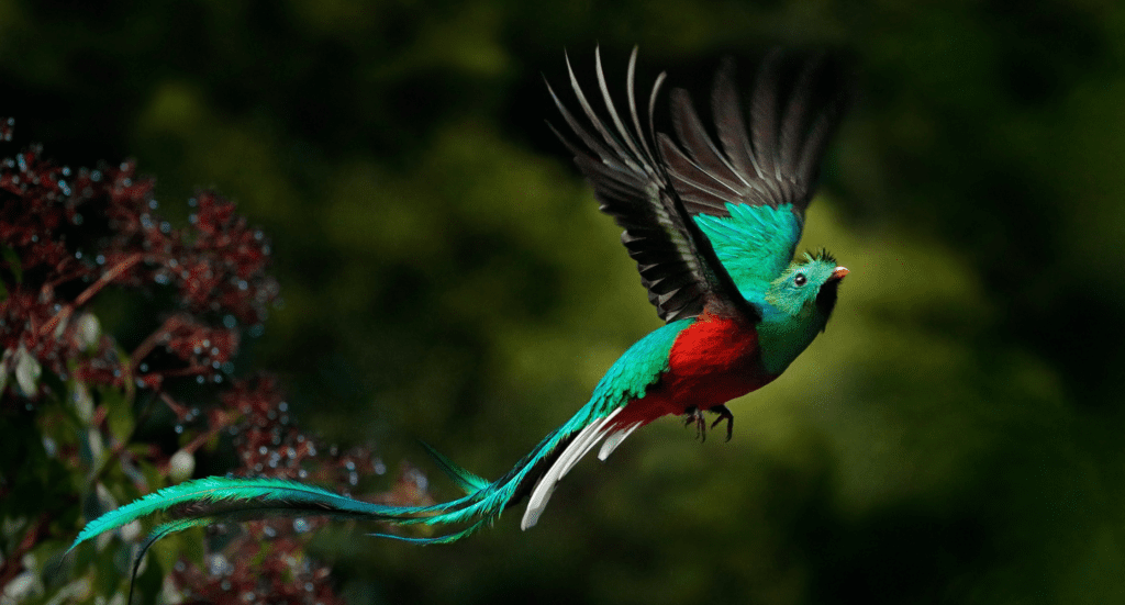Flying Resplendent Quetzal, Pharomachrus mocinno, Savegre in Costa Rica, with green forest background. Magnificent sacred green and red bird. Action fly moment with Resplendent Quetzal. Birdwatching