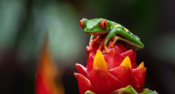 Tree Frog in Costa Rica Nicaragua