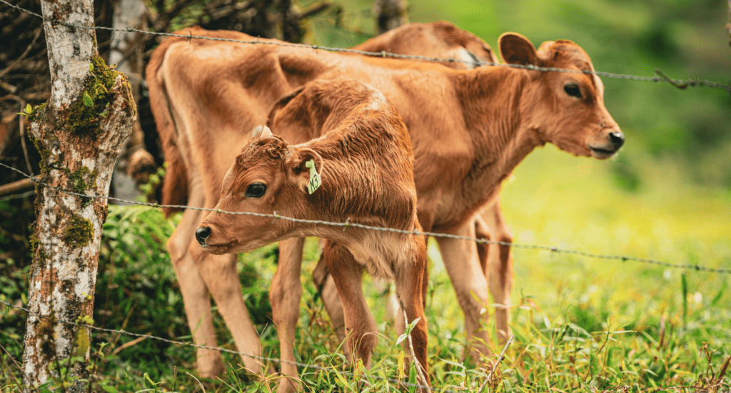 Young Calves in Bajos del Toro, Costa Rica