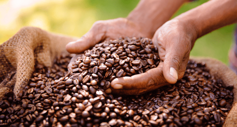 coffee bean produce