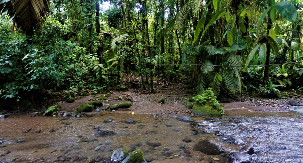 River and jungle in Braulio Carrillo National Park