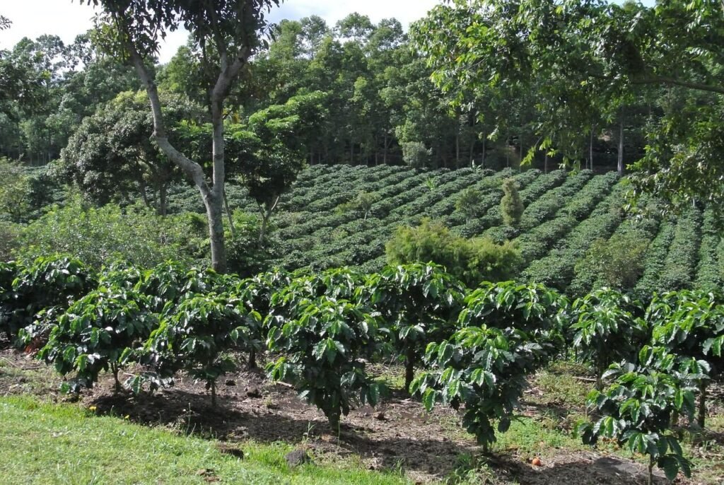 La Fortuna Coffee Tour Plantation