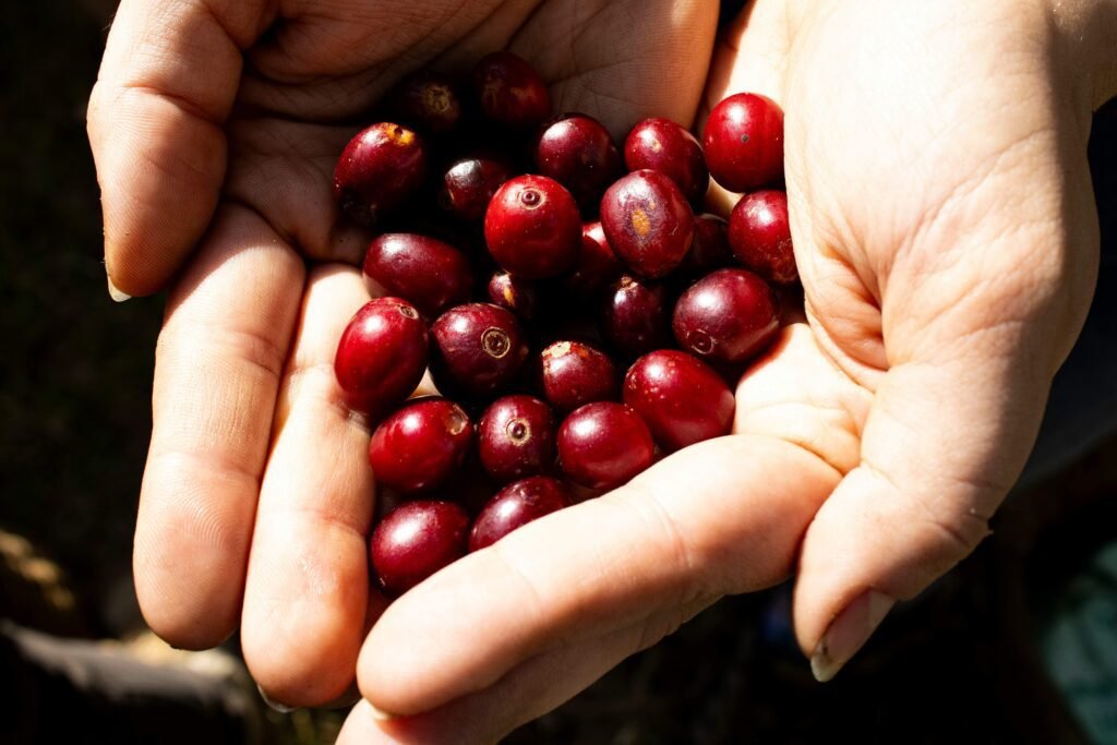 La Fortuna Coffee Tour Raw Coffee