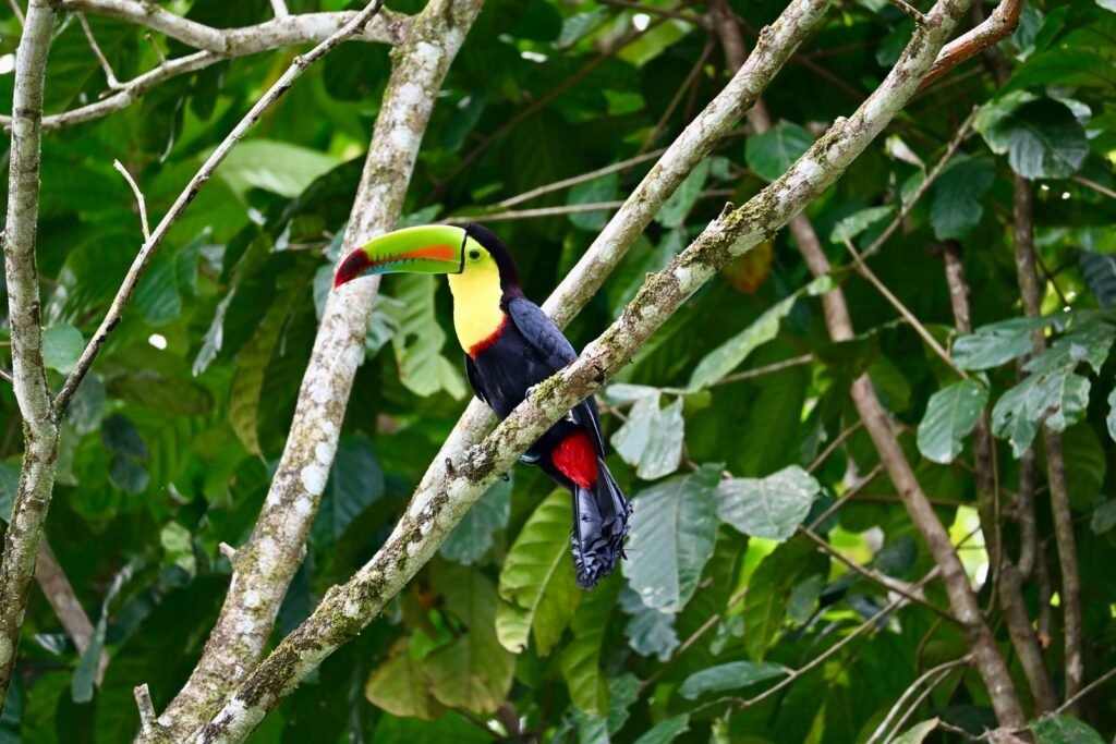 curi cancha reserve keel billed toucan birdwatching monteverde scaled Curi Cancha Reserve
