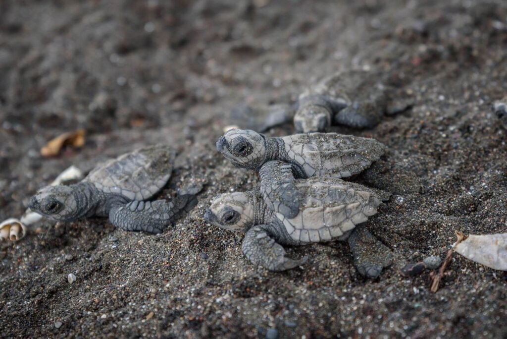 similar to olive ridley hatchlings on beach sand costa rica scaled Ostional Wildlife Refuge
