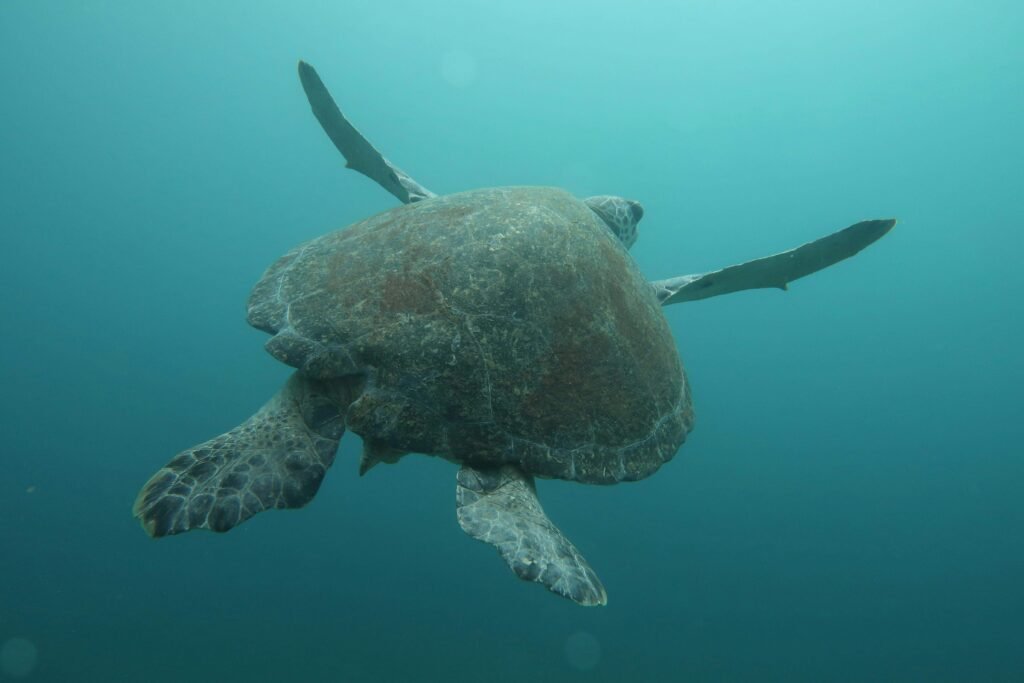 similar to olive ridley sea turtle swimming underwater costa rica scaled Ostional Wildlife Refuge