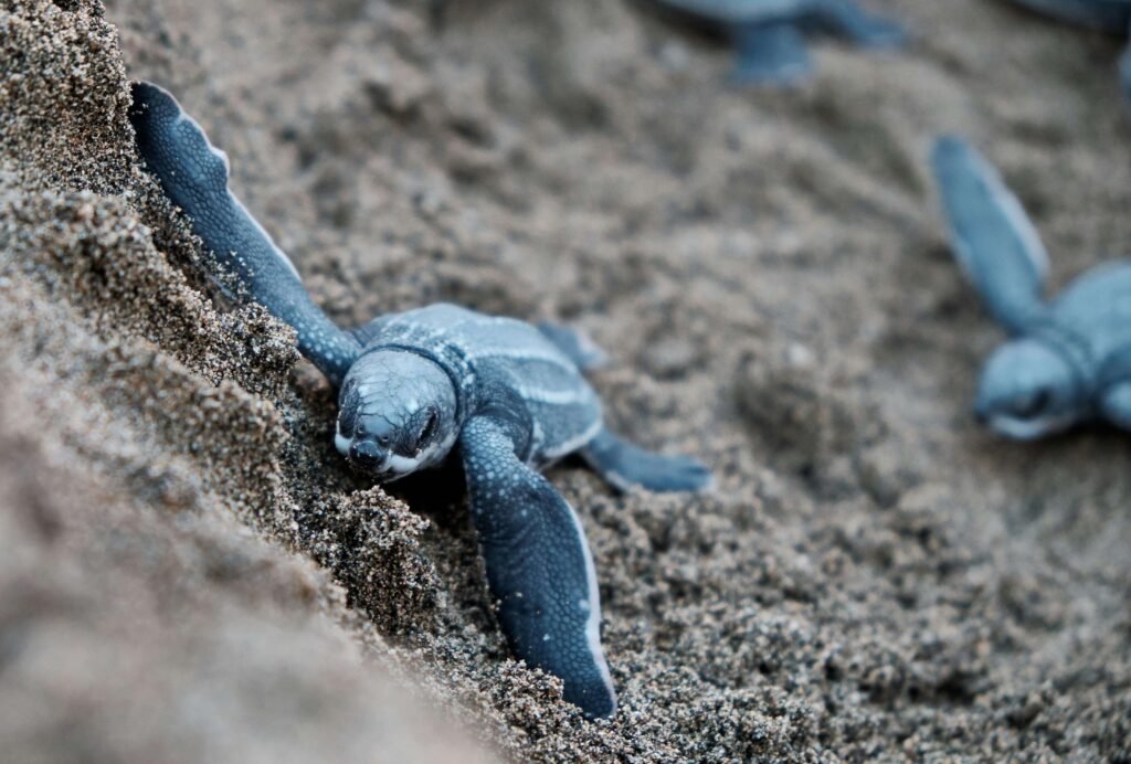similar to sea turtle hatchling emerging from sand ostional costa rica scaled Ostional Wildlife Refuge