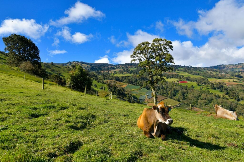 zarcero costa rica cows pasture scaled Zarcero