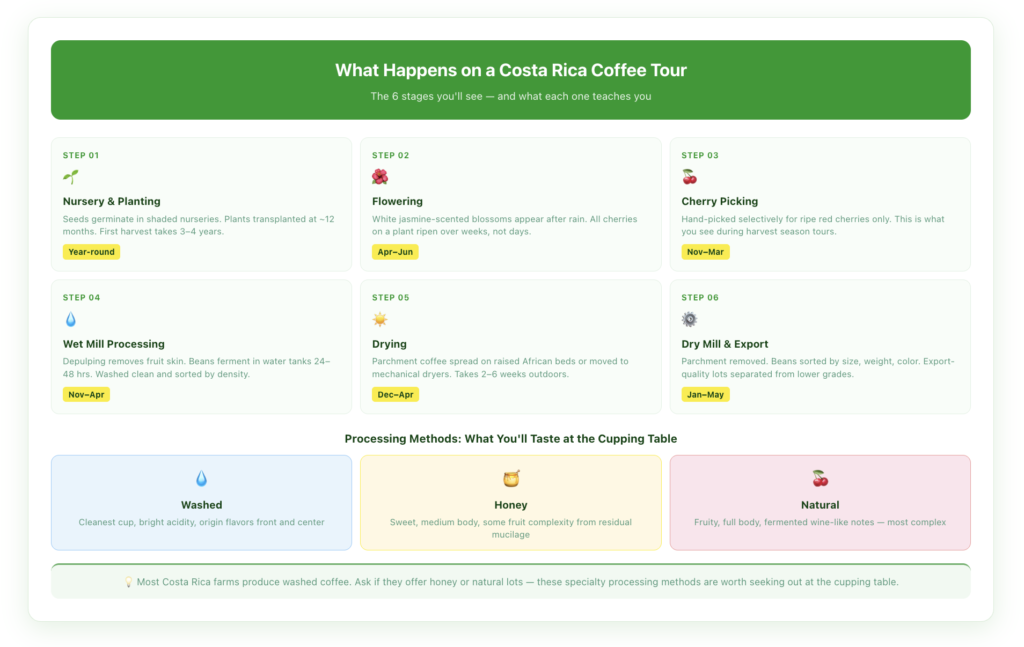 Bean-to-cup process infographic showing 6 stages from nursery planting through export at Costa Rica coffee farms, plus a processing method guide comparing washed, honey, and natural coffee types