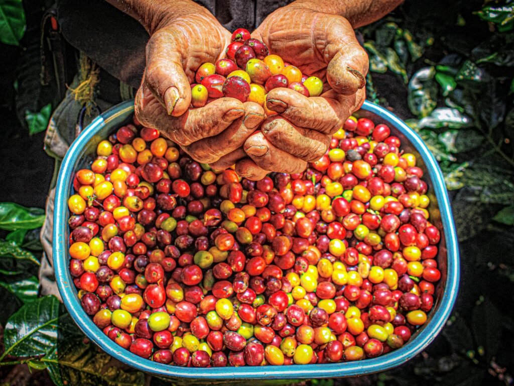 Weathered hands holding freshly harvested red and yellow coffee cherries over a bowl filled with the colorful crop on a Costa Rica coffee plantation