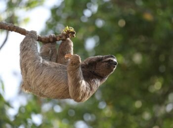 Three-toed sloth hanging from a tree branch in the cloud forest canopy at Selvatura Park, Monteverde, Costa Rica