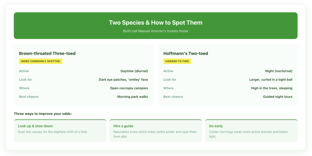 Costa Rica's two sloth species compared — the diurnal brown-throated three-toed sloth and the nocturnal Hoffmann's two-toed sloth — with three tips for spotting sloths in the wild: look up and scan slowly, hire a certified guide, and go early in the cool morning