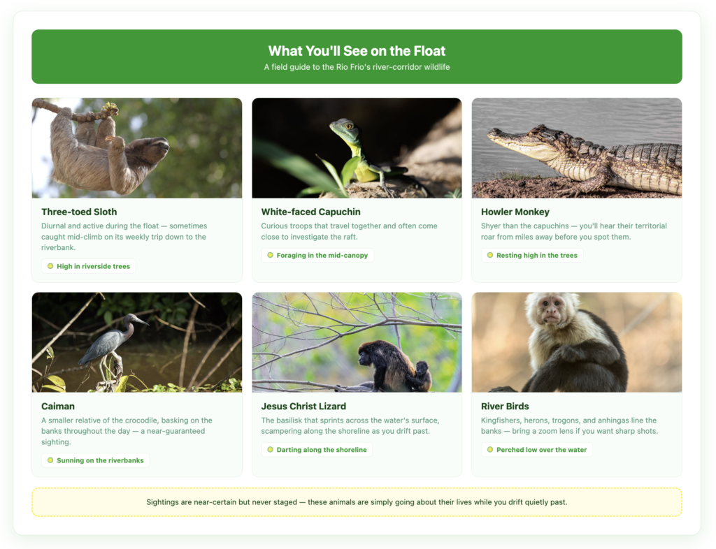 Rio Frio Safari Float wildlife guide — three-toed sloth, white-faced capuchin, howler monkey, caiman, Jesus Christ lizard, and river birds, each with where to look