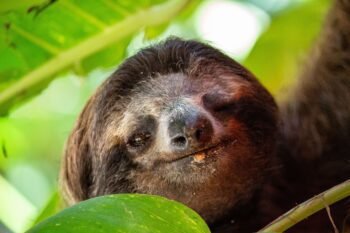 Close-up of a three-toed sloth's face among rainforest leaves, similar to sloths seen at Bogarin Trail