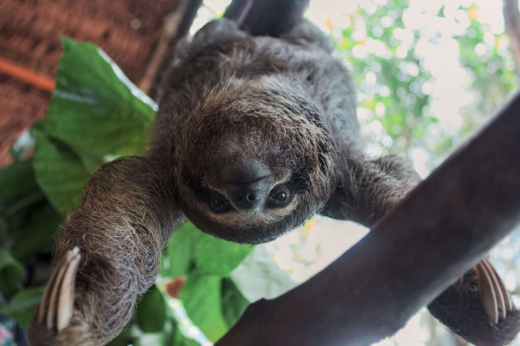 A three-toed sloth climbing among green leaves and looking toward the camera, similar to the diurnal sloths seen at Bogarin Trail
