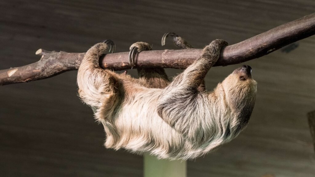 A two-toed sloth hanging upside down from a branch, similar to the nocturnal two-toed sloths at Bogarin Trail