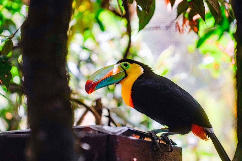 Keel-billed toucan with its rainbow-colored bill perched in the trees at the animal sanctuary