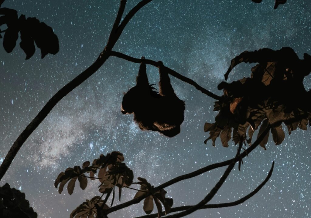 Two-toed sloth hanging from a branch silhouetted against a starry night sky