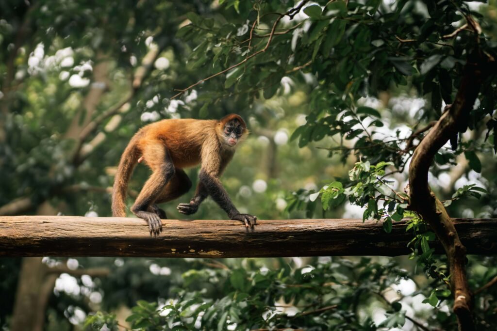 Central American spider monkey climbing along a tree branch in the Guanacaste rainforest canopy