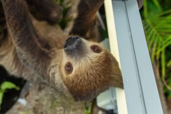 Close-up of a two-toed sloth's face as it hangs in the trees at the animal sanctuary