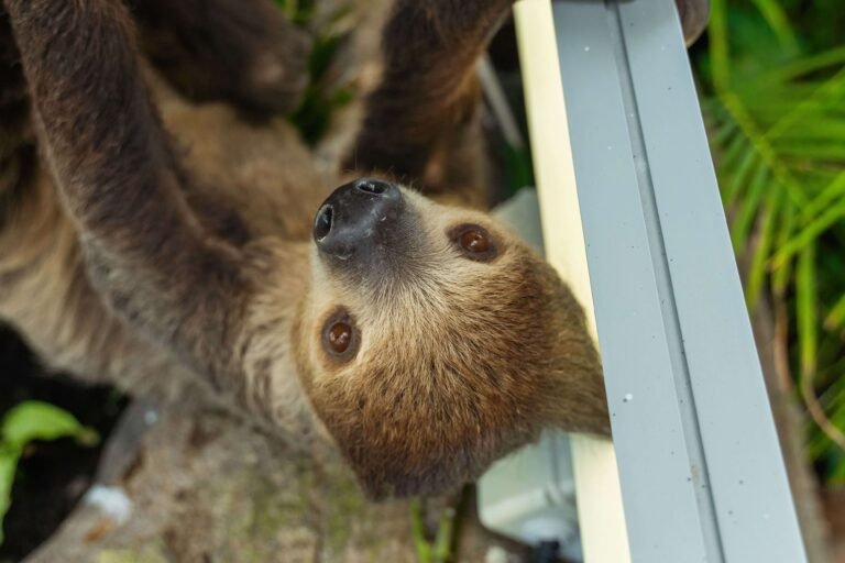 Close-up of a two-toed sloth's face as it hangs in the trees at the animal sanctuary